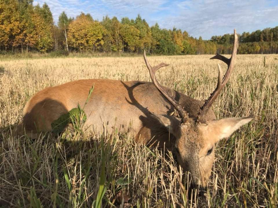 Siberian Roe Deer Trip to Russia New and Improved Prices! - Image 3