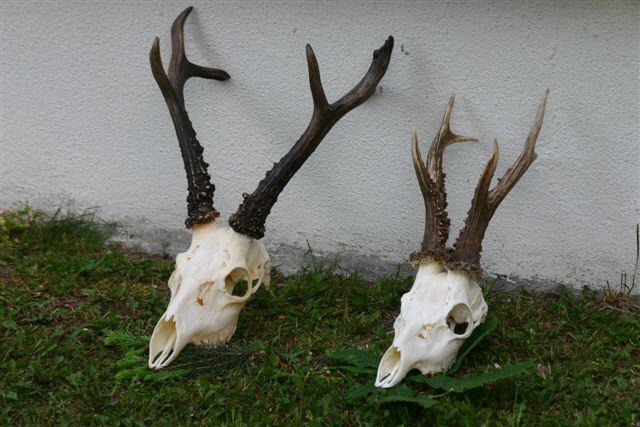 Siberian Roe Deer Trip to Russia New and Improved Prices! - Image 5