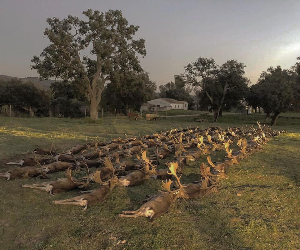 SPANISH MONTERIA October 29th-31st 2026 - Image 7