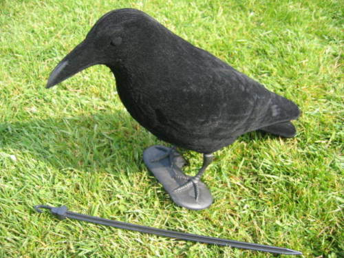 Whole Body Flocked Crow Decoys - Image 2