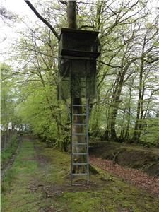 WILD BOAR SHOOTING TRIP TO THE FOREST OF DEAN OR CHESHIRE - Image 2