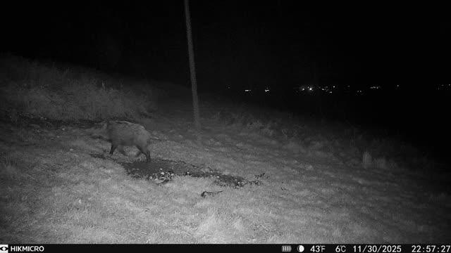 WILD BOAR SHOOTING TRIP TO THE FOREST OF DEAN OR CHESHIRE - Image 4