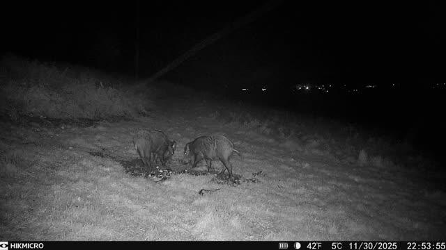 WILD BOAR SHOOTING TRIP TO THE FOREST OF DEAN OR CHESHIRE - Image 5
