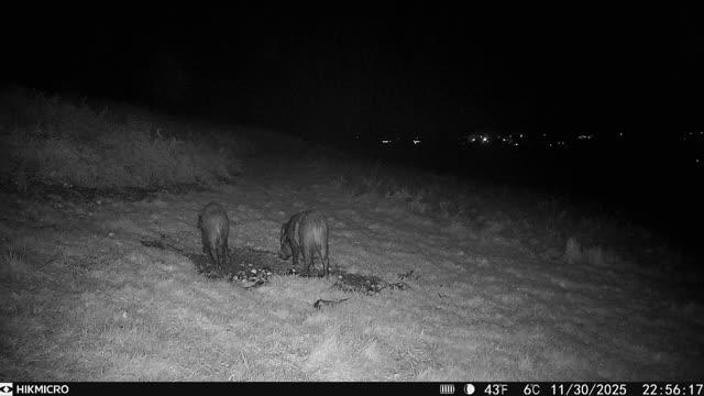 WILD BOAR SHOOTING TRIP TO THE FOREST OF DEAN OR CHESHIRE - Image 6