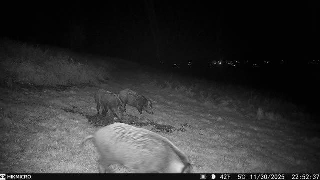 WILD BOAR SHOOTING TRIP TO THE FOREST OF DEAN OR CHESHIRE - Image 7