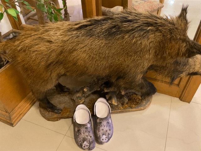 WILDBOAR CROCS - Image 8